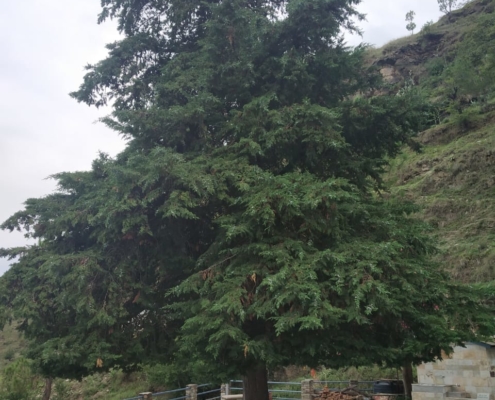 Tree inside the temple